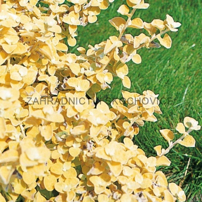 Helichrysum 'Gold'