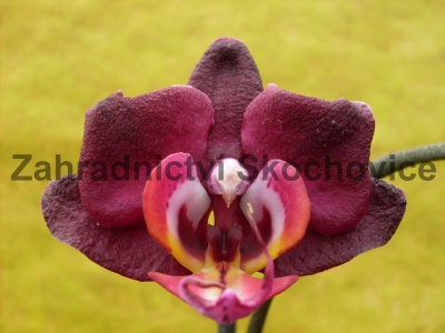Fialové orchideje