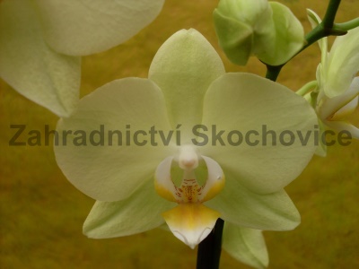 Žluté orchideje