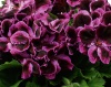Muškát královský 'Novita Classic Lilac'
