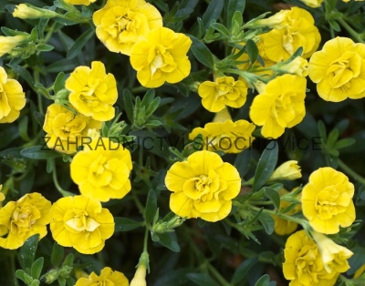 Milion Bells 'Double Yellow'