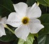 Sandevila / Dipladenia White'