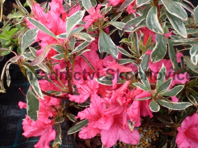 Azalea japonica ´Silver Sword´2