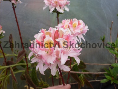 Azalea KH hybride růžová1