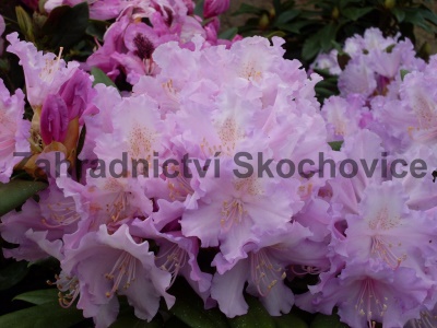 Rhododendron Yak. Cal. Allbrook2