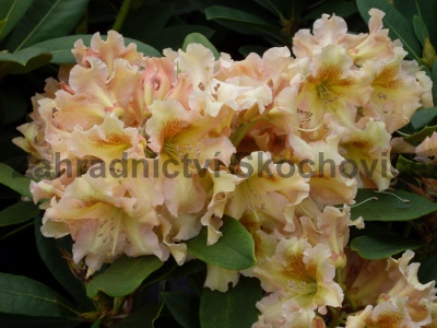 Rhododendron Bernstein1