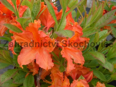 Azalea KH hybride oranžová2