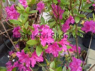Azalea japonica blue1