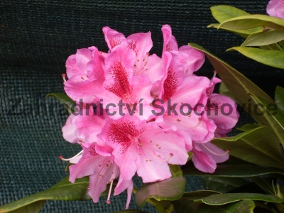Rhododendron Cosmopolitan2