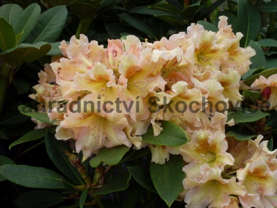 Rhododendron Bernstein2
