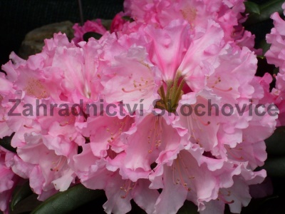 Rhododendron Kalinka4
