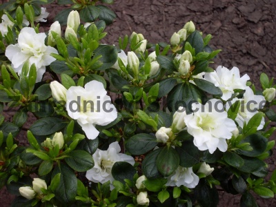 Azalea Schneeperle2