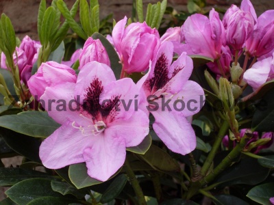 Rhododendron Lugano1