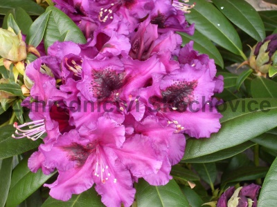 Rhododendron Purple Splendour