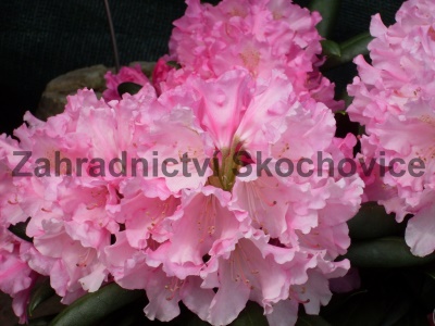 Rhododendron Kalinka1