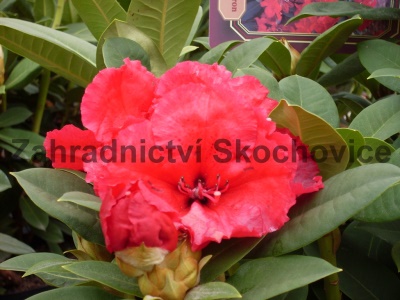 Rhododendron Red Jack