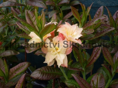 Azalea žlutá Anneke