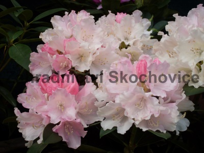 Rhododenron Dreamland3