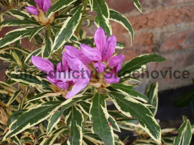 Rhododendron Variegatum