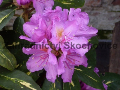Rhododendron Goldflimmer2