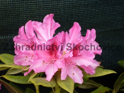 Rhododendron Cosmopolitan1
