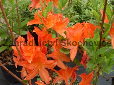 Azalea KH hybride oranžová1