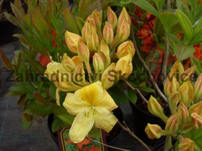 Azalea Knh. Exb. žlutá2