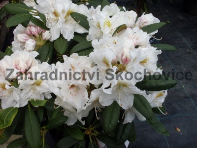 Rhododendron Schneekrone1
