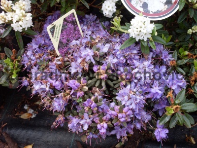 Rhododendron impeditum