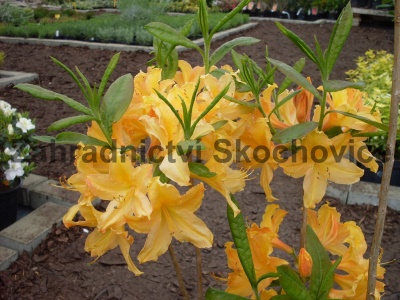 Azalea KH hybride žlutá1