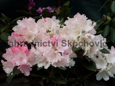 Rhododenron Dreamland4