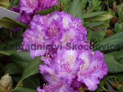 Rhododendron Alfred2