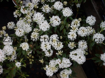 Rhododendron Arctic Tern1