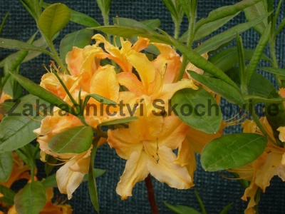 Azalea KH hybride žlutá2